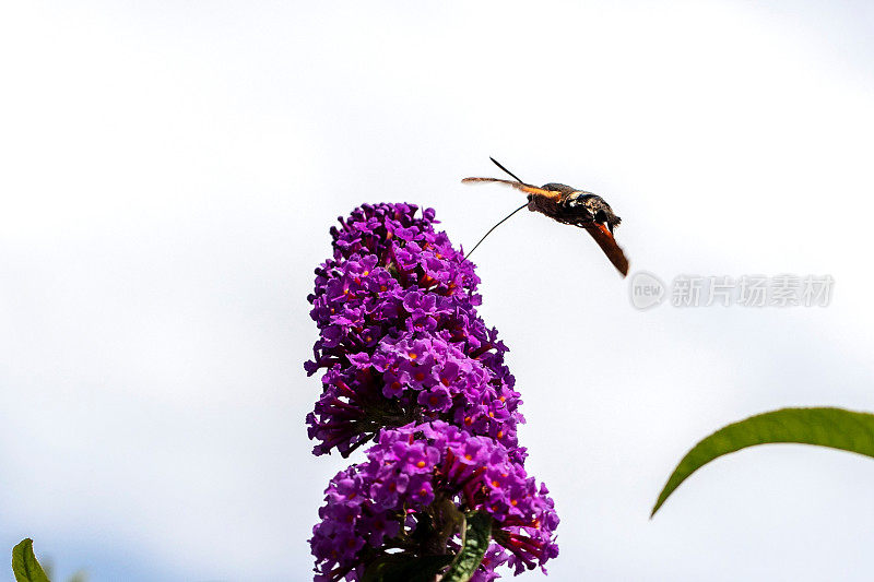 一幅蜂鸟鹰蛾的肖像，它盘旋在蝴蝶丛的紫色花朵上，用喙进食花蜜。这种昆虫也被称为狮身人面像蛾或星状巨舌蛾。