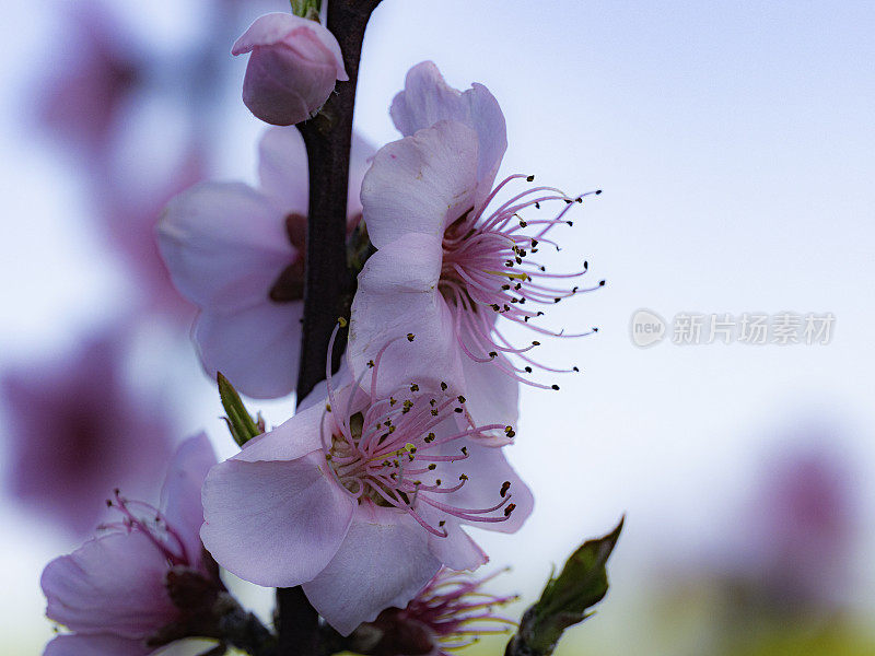 近距离观赏春花