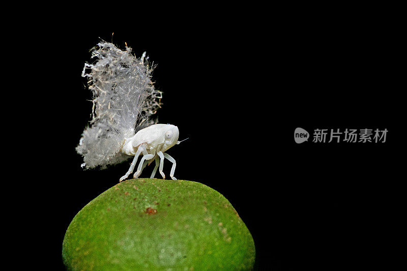 蚜虫对动植物昆虫行为的影响。