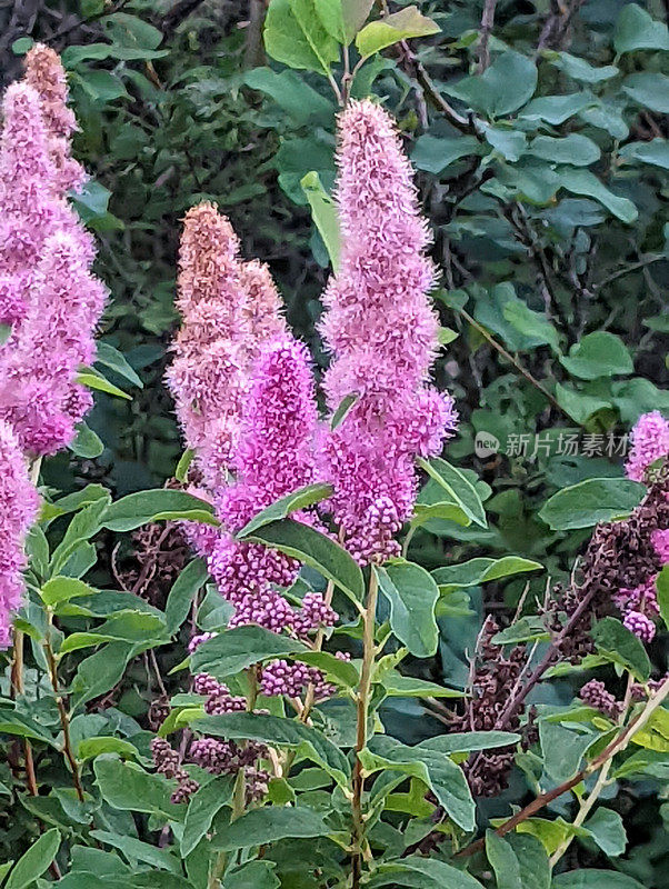 野花草本，粉红色绣线菊花