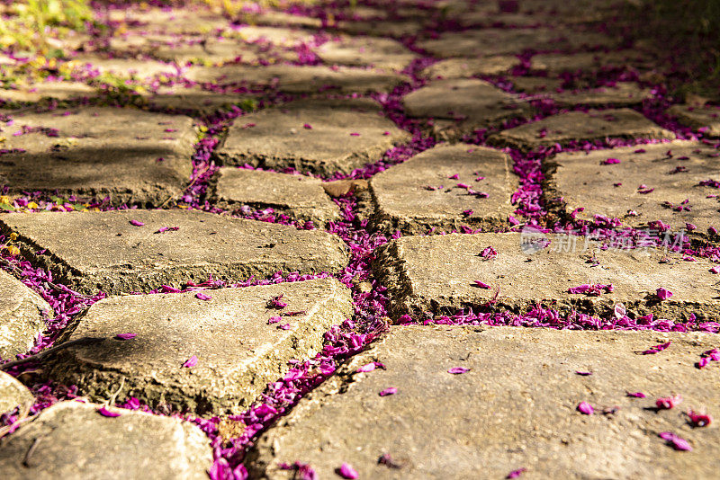 在石板之间粗糙的缝隙中拍摄犹大树花的地面镜头