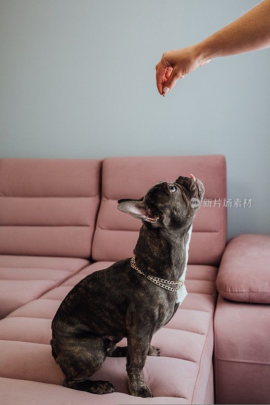 金色链子的法国斗牛犬坐在粉红色的沙发上，不耐烦地抬头看人类的手拿着饲料，小狗等待食物