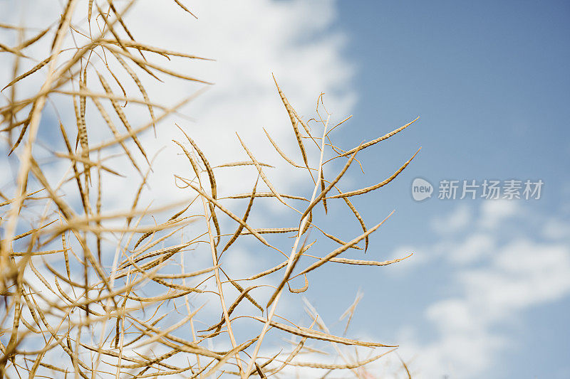 成熟的油菜籽在农田，油菜籽植株，特写