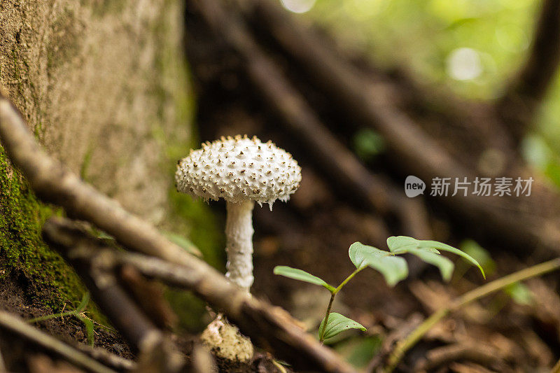 生长在山林中的野生蘑菇