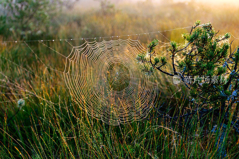 蜘蛛网在有雾的沼泽中对抗日出，蜘蛛网陷阱，
松林里有蜘蛛网，沼泽里有蜘蛛王国