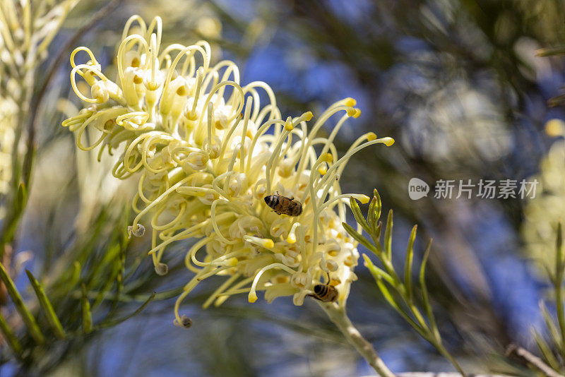 月光花与蜜蜂授粉的花朵，自然背景与拷贝空间