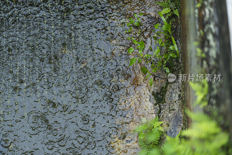 滋润了美丽森林里植物的雨水