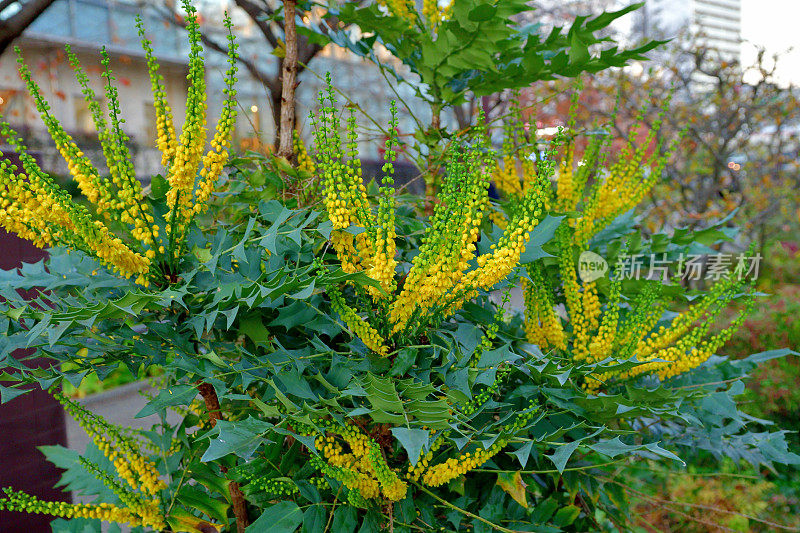 黄花植物野外特写