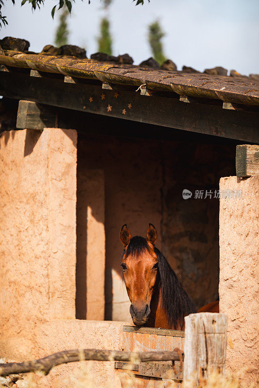 马略卡岛郊外乡村马厩里的棕色马