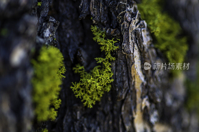 靠近苔藓生长在一棵粗糙的树上，大自然的美宏观