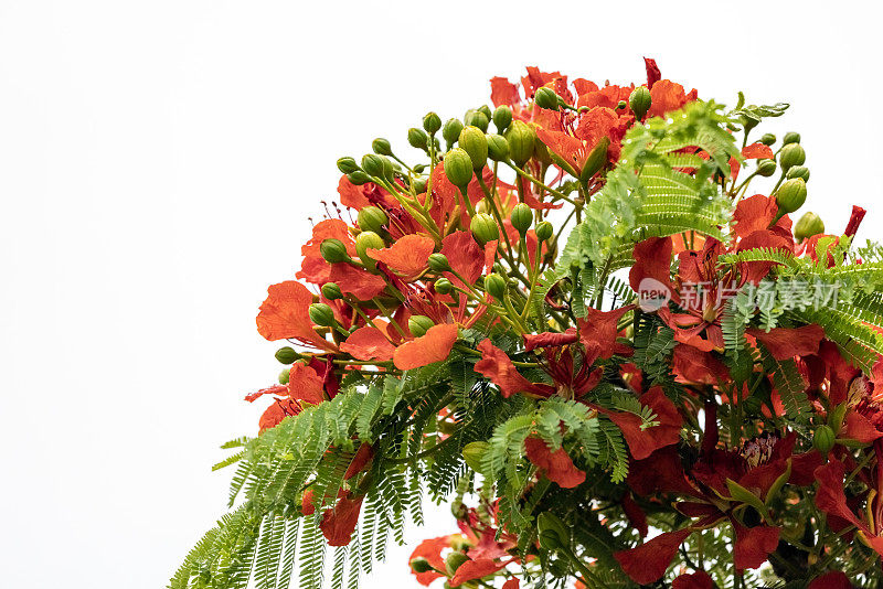 近距离开花火焰树与美丽的红色花朵，皇家Poinciana，白色背景与复制空间