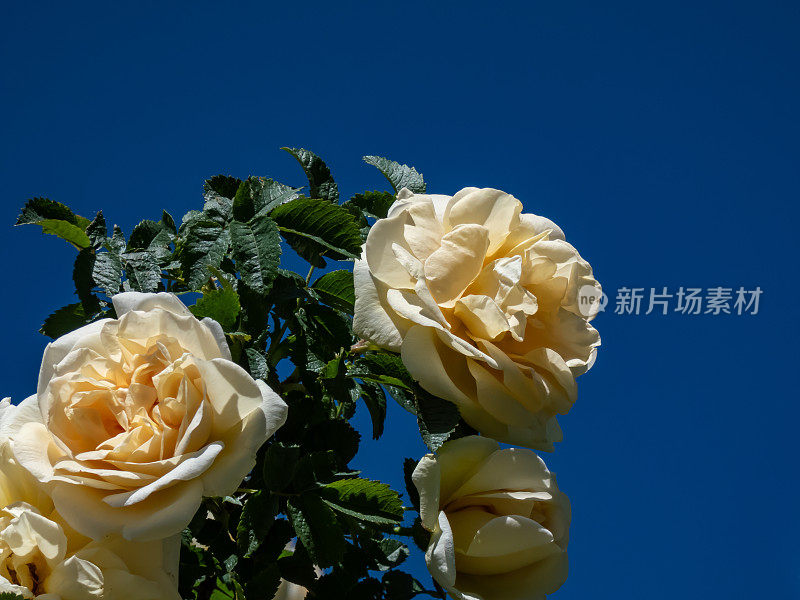 灌木玫瑰(蔷薇)“阿格尼斯”(Agnes)开满双瓣的老式黄琥珀色花朵，在夏日的花园里，背景是蓝天