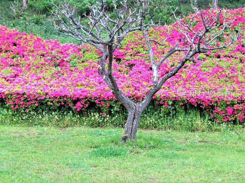 日本。4月。老梅树对着盛开的杜鹃花。