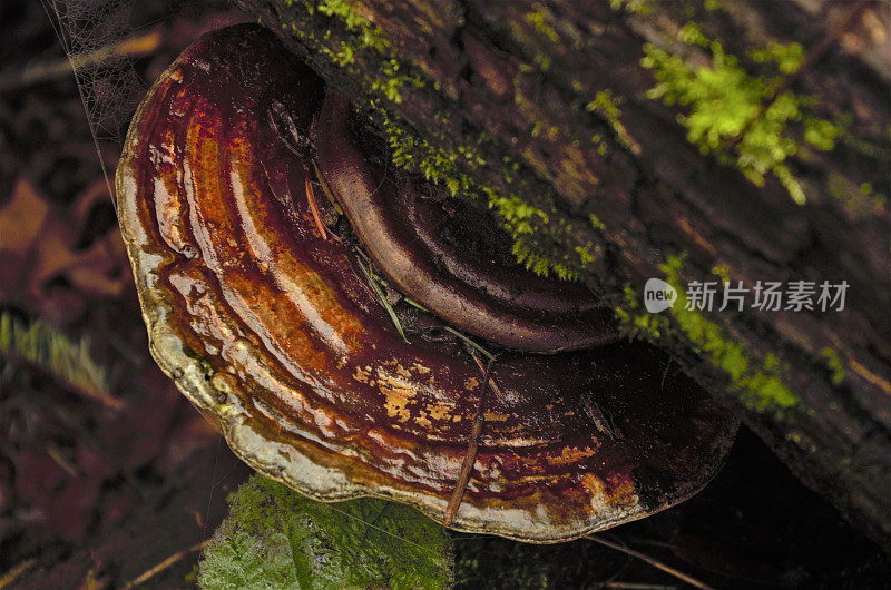 从长满苔藓的原木中生长出的棕色支架真菌