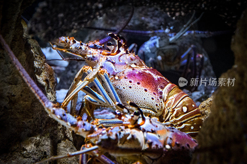 大螯虾特写