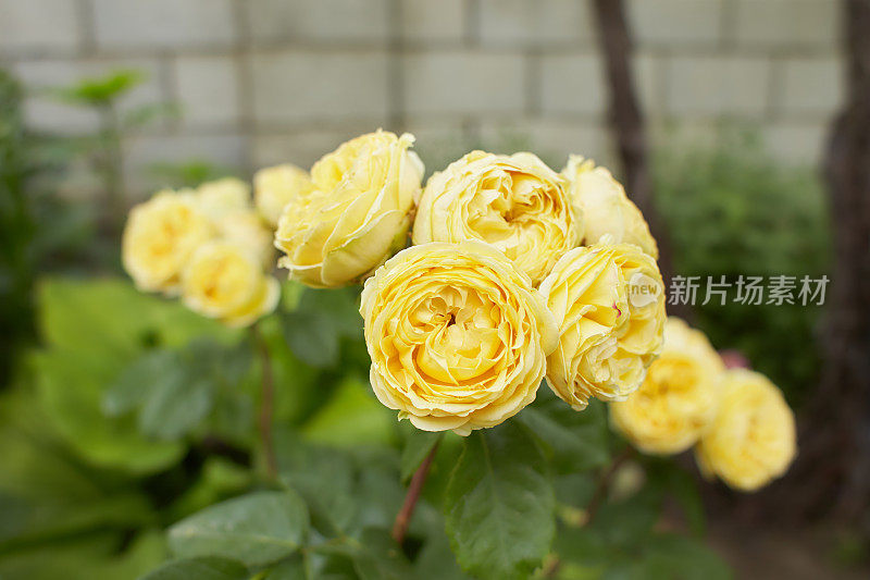 黄玫瑰线雷诺，玛丽玫瑰，查尔斯雷尼麦金托什在花园里。夏天和春天的时间。