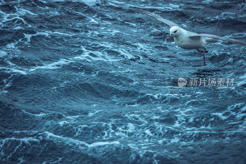 海鸟:飞在水面上的鼻管鸟