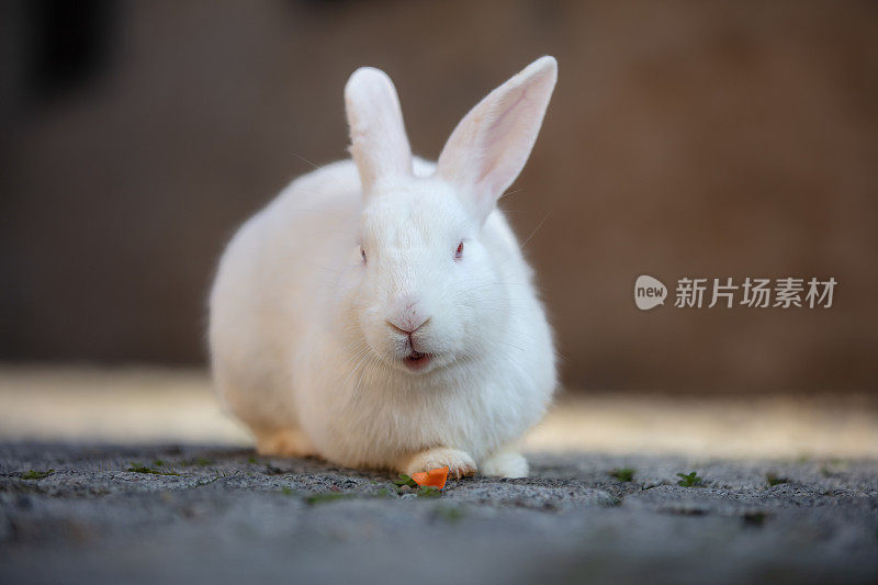 小白兔正在地上吃胡萝卜。