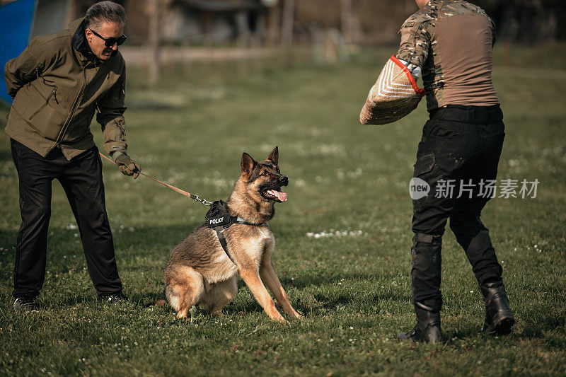 德国牧羊犬好斗的狗训练服从