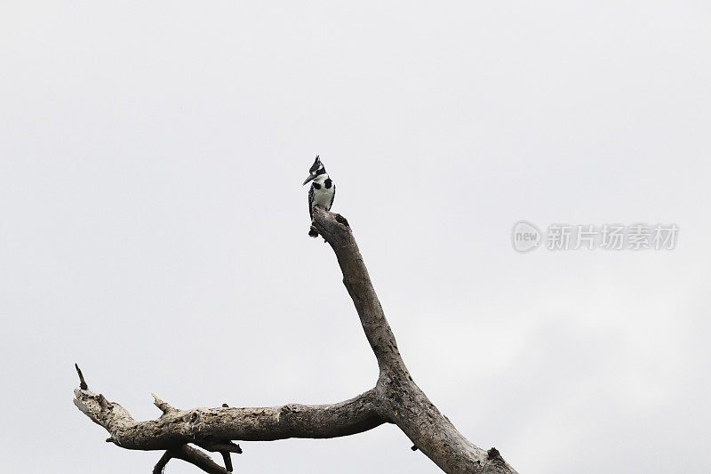 斑翠鸟