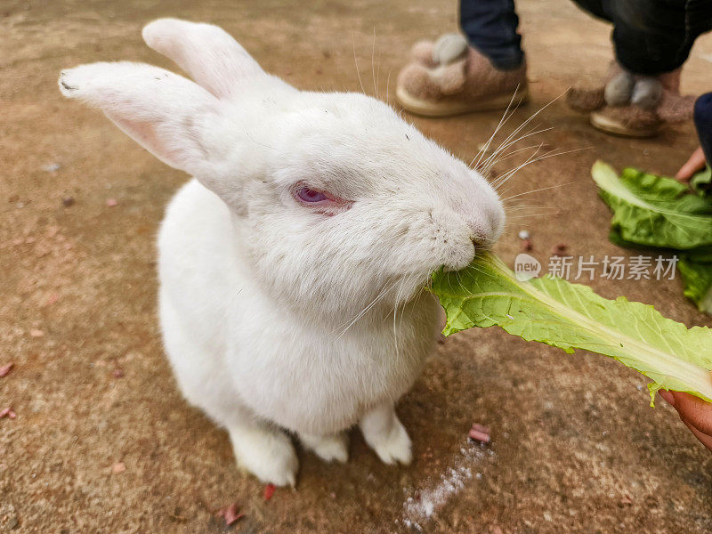 小白兔正在吃绿色的卷心菜叶子