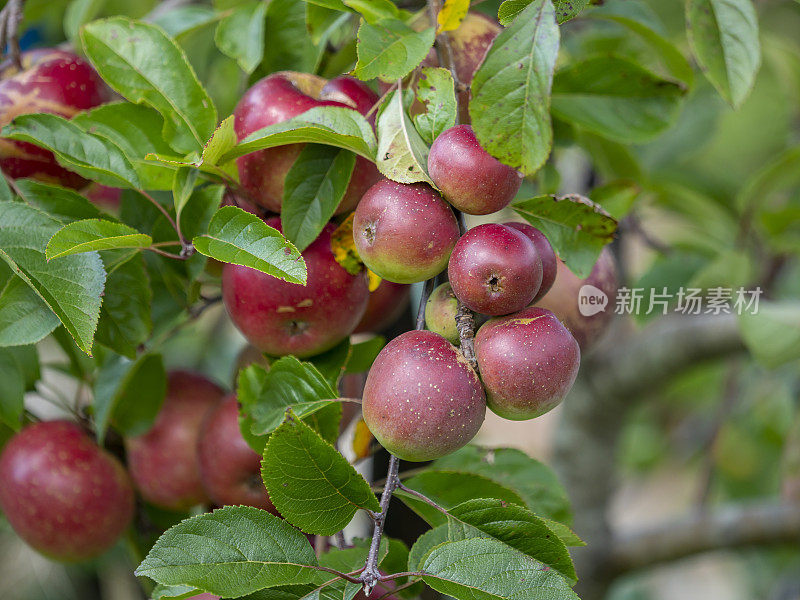 有机苹果挂在苹果树上