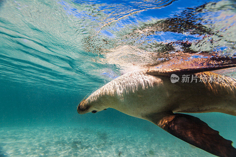 在阳光明媚的日子里，在浅水中嬉戏的海狮或海豹的特写