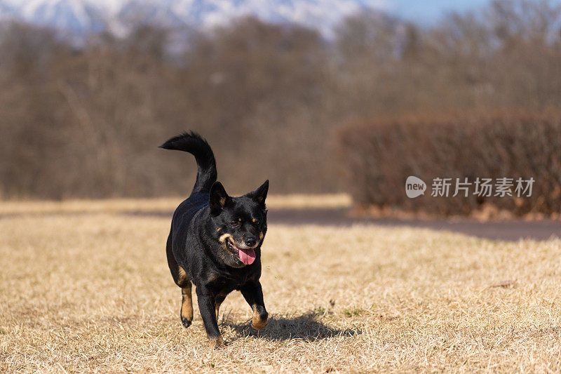 一只享受自由的狗在公园里探险