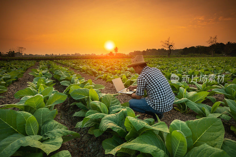 农民在年轻的烟草领域工作，男子使用数字笔记本电脑规划管理，检查或分析年轻的烟草种植后。智能农业技术的农业概念。