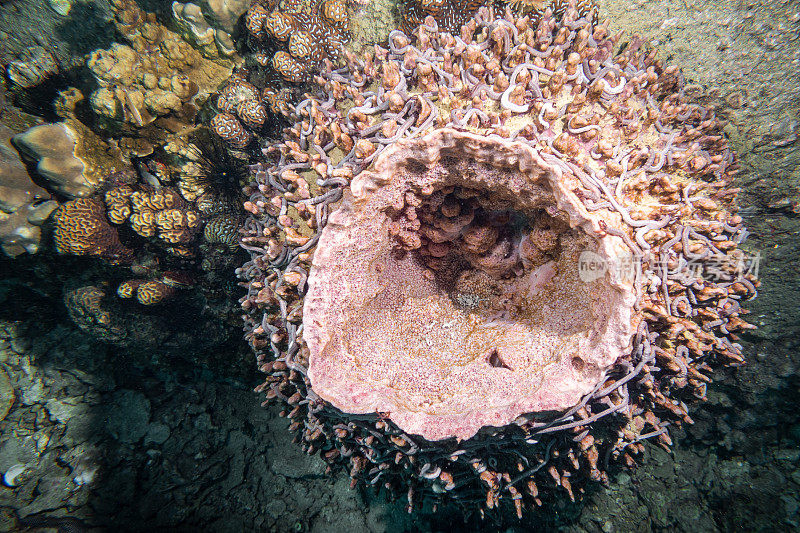 在暗礁的软珊瑚的水下照片