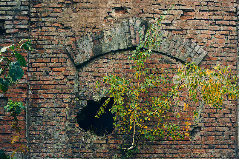 一幢老建筑的砖墙，窗户已经用砖堵了很久，墙被穿穿了，一棵小树从墙上长出来