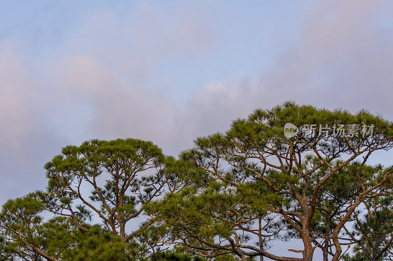 一对老松树，特有的平顶，早晨的云在天空中消散