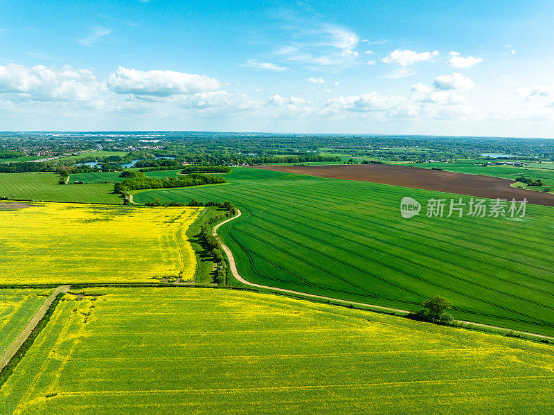 英国米尔顿凯恩斯农村的黄色油菜籽(芸苔)田野鸟瞰图