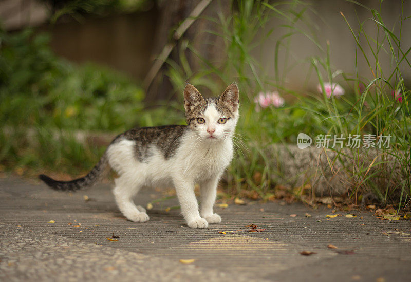 多色的流浪小猫站在街中央。