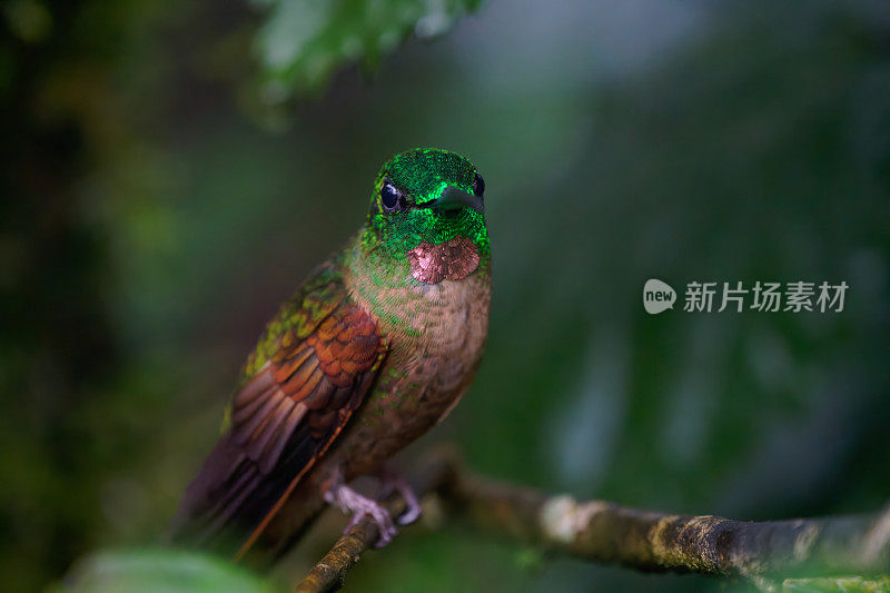 小鹿胸明亮的蜂鸟