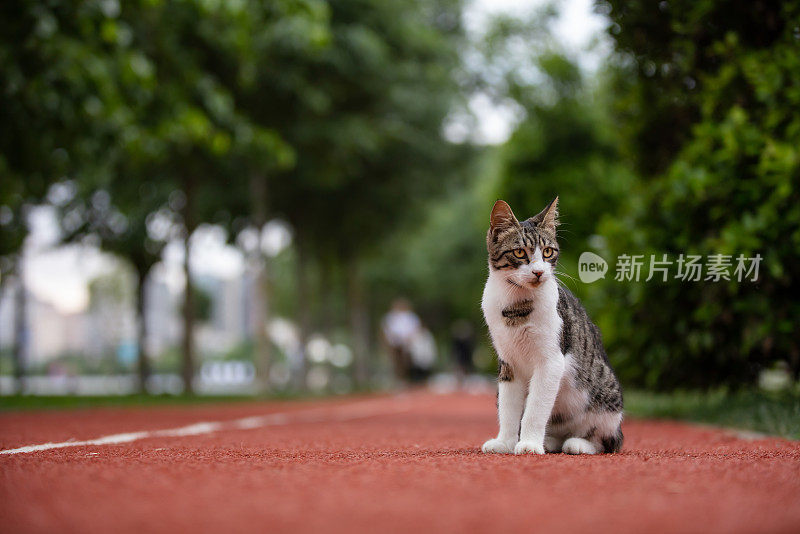 虎斑流浪猫。