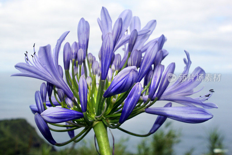 非洲百合花头和海景。