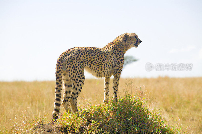 肯尼亚白蚁丘上的非洲猎豹