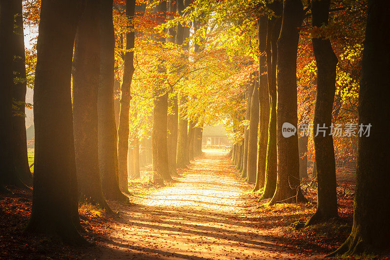 秋天穿过山毛榉树林的小路