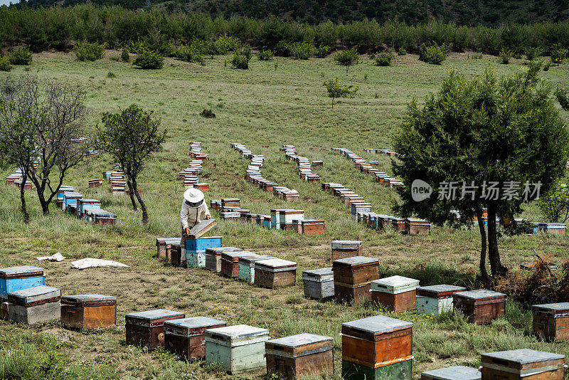 农村地区的养蜂活动