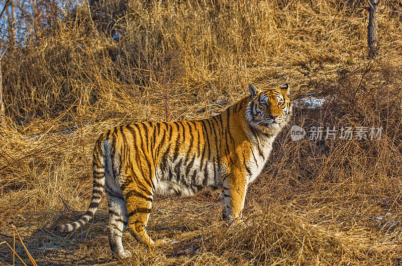 东北虎，或称阿穆尔虎，是虎亚种底格里斯虎的一个种群，原产于俄罗斯远东地区和中国东北部。哈尔滨,中国。单一的老虎。