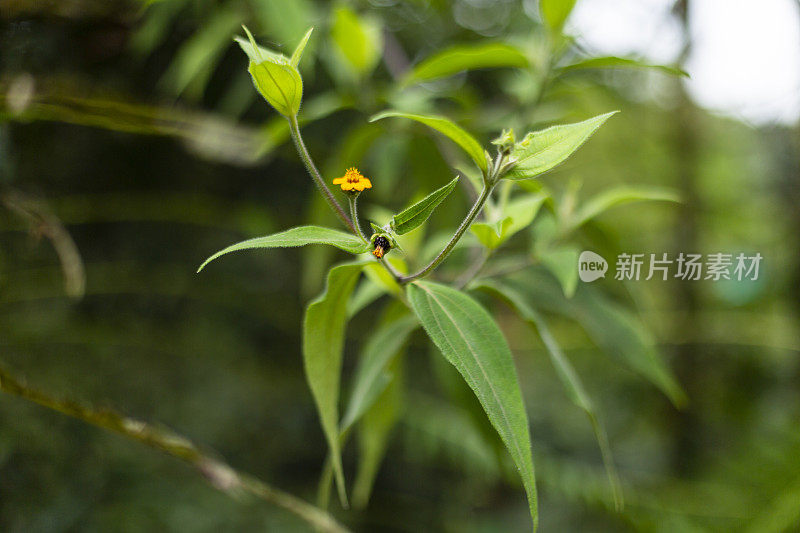 美丽的热带植被花园与棕榈叶，郁郁葱葱的绿叶在一个绿色的野生丛林，热带雨林背景概念为壁纸，美丽在大自然