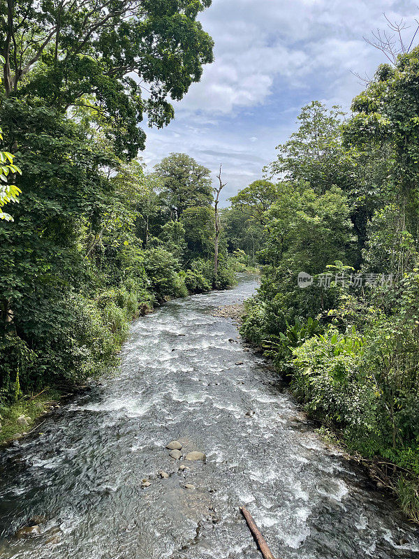 茂密的雨林，包括白色和红色的红树林，沿着太平洋沿岸哥斯达黎加塔科尔斯河的一条支流