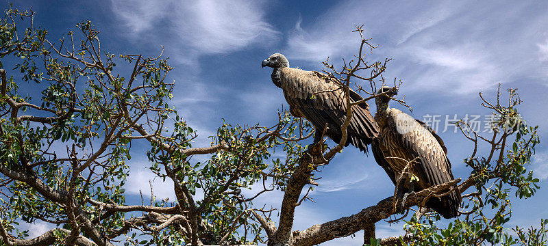 白背秃鹫栖息在野生动物的树上