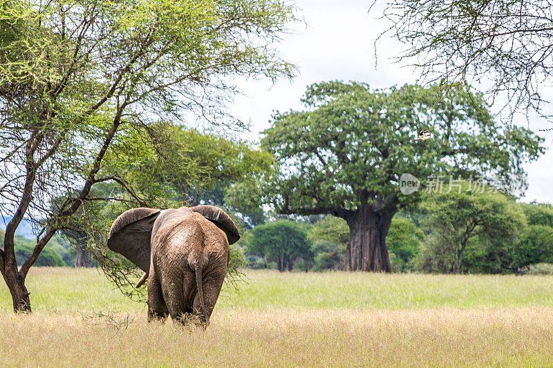 热带稀树草原上的非洲象