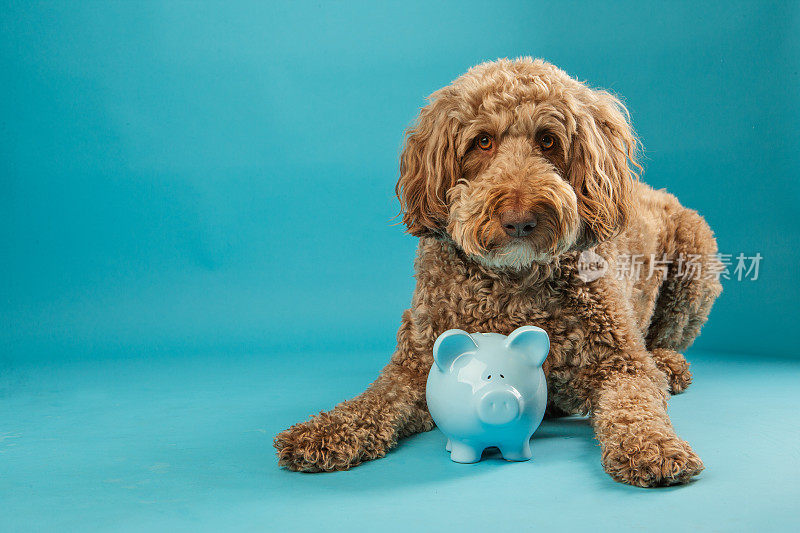 金色拉布拉多犬和储蓄罐