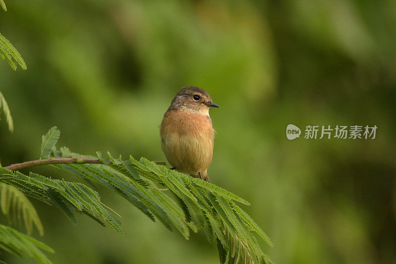 非洲野鹟