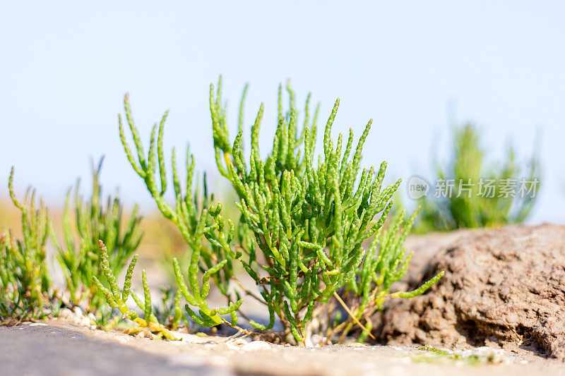 可食用的绿色水角植物“Queller”(水角-欧洲)生长在北海海岸的泥滩上