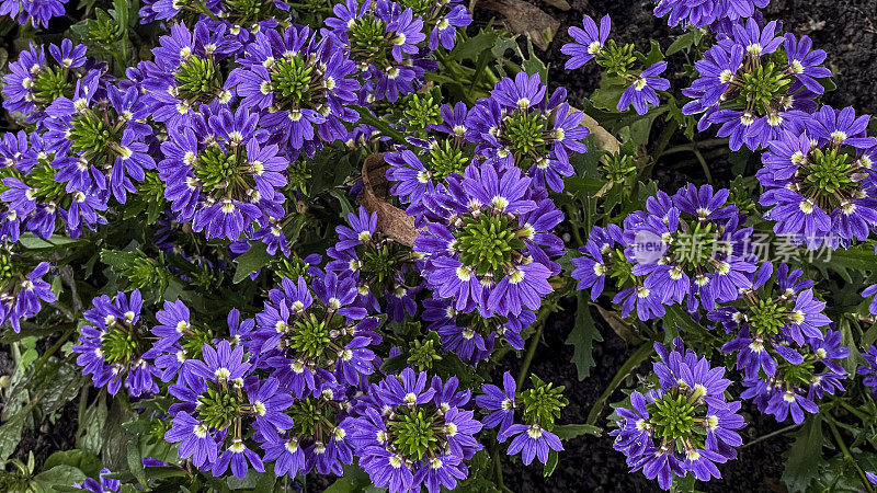 紫色scevola花背景。近距离