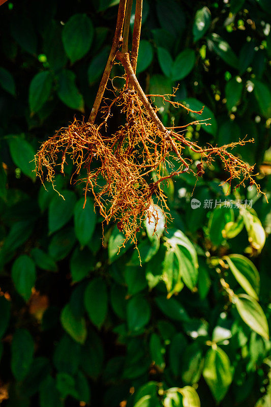 辣椒树根的特写照片，辣椒树根的特写照片，感染了膨胀线虫的辣椒树根，生长在越南林下的辣椒树